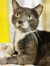 adoptable Cat in , NJ named KC