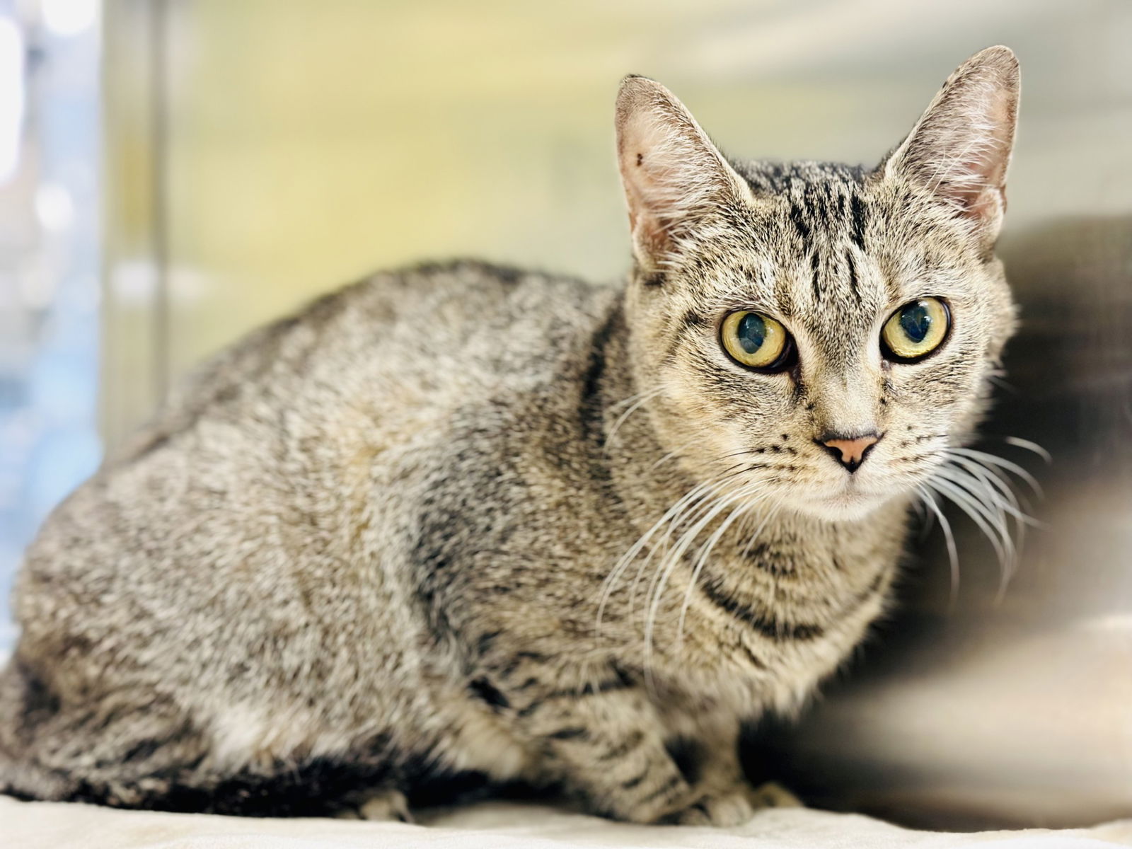 adoptable Cat in Jackson, NJ named Jupiter