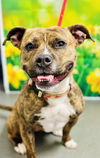 adoptable Dog in  named Pebbles