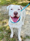 adoptable Dog in , NJ named Connor