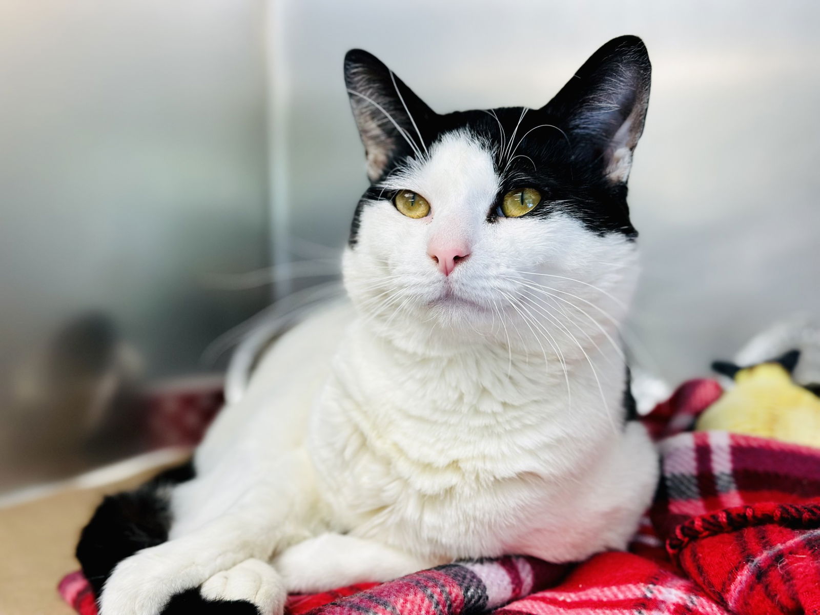 adoptable Cat in Jackson, NJ named Oreo