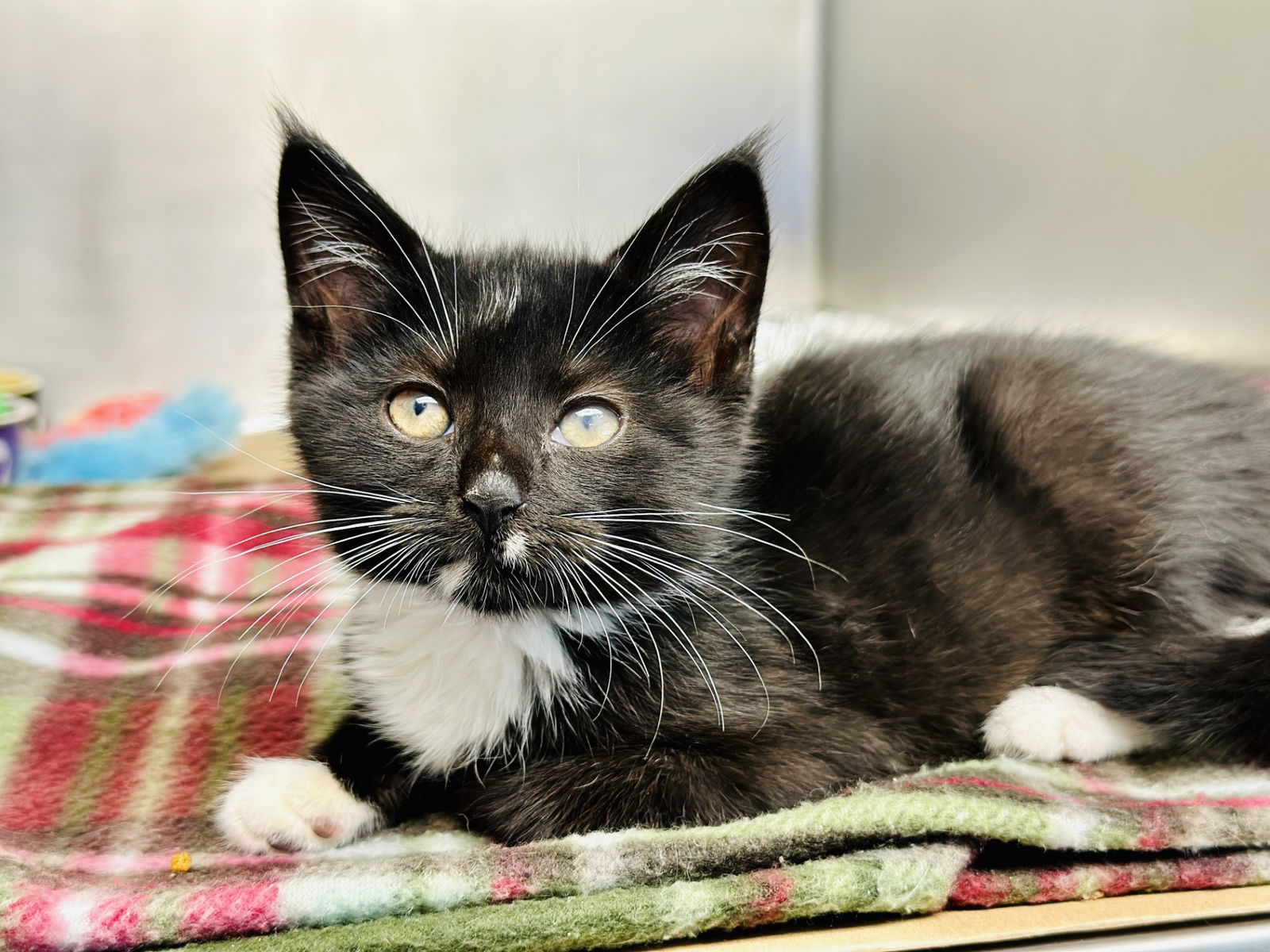 adoptable Cat in Jackson, NJ named Soprano