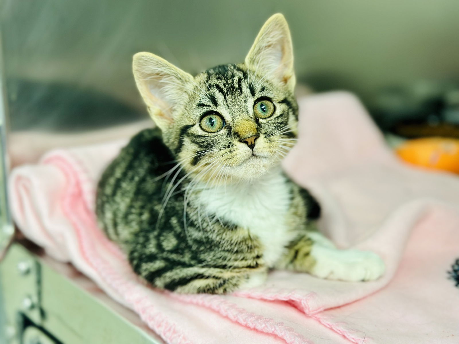 adoptable Cat in Jackson, NJ named Beanie