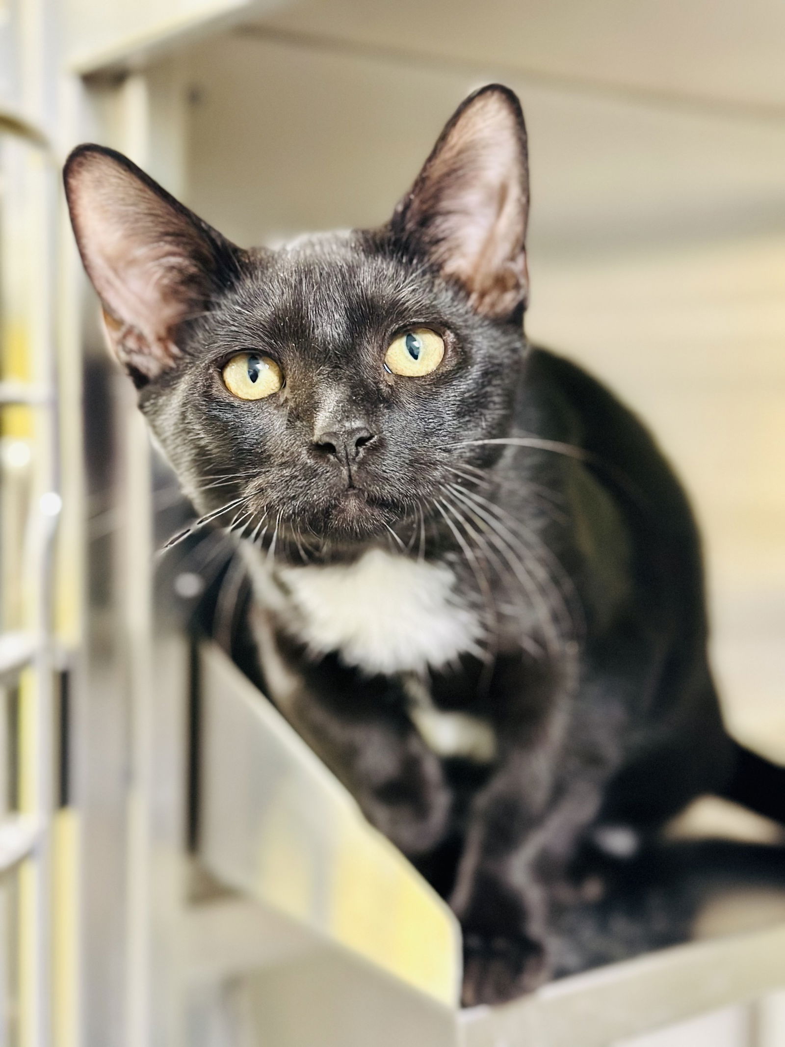 adoptable Cat in Jackson, NJ named Gumbo