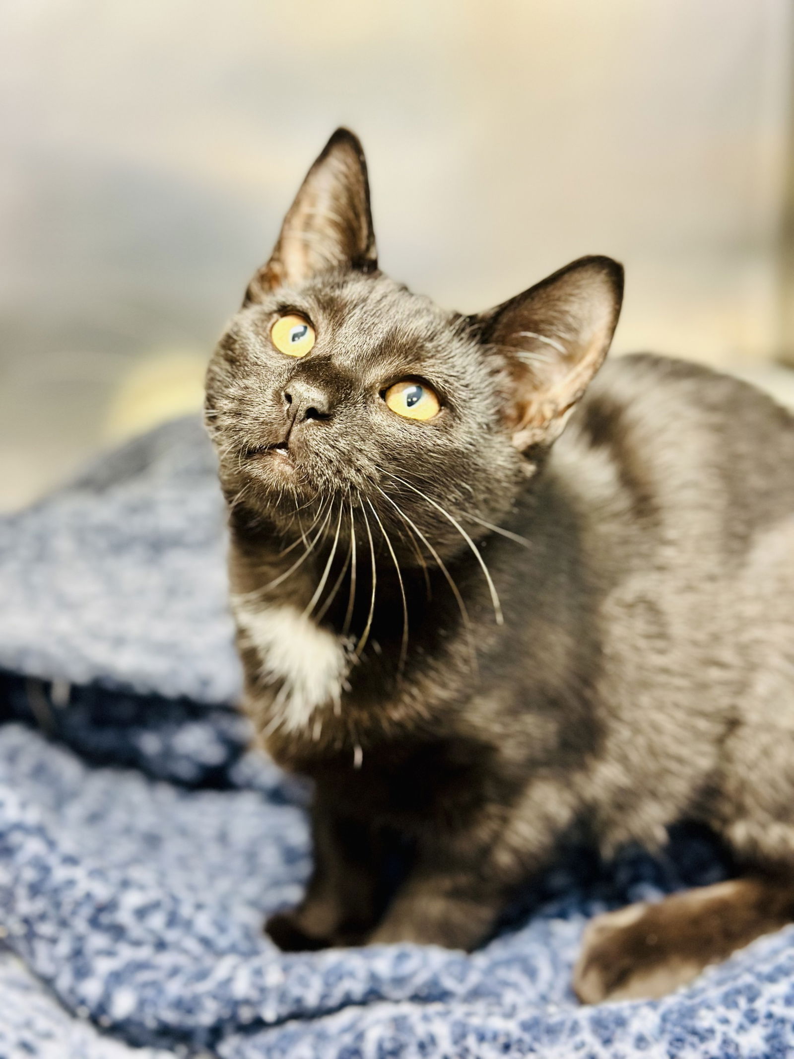 adoptable Cat in Jackson, NJ named Prime Rib