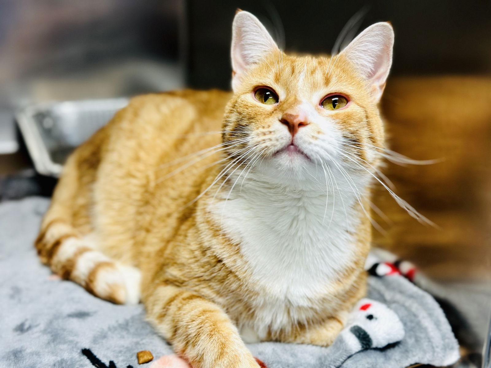 adoptable Cat in Jackson, NJ named Madeline