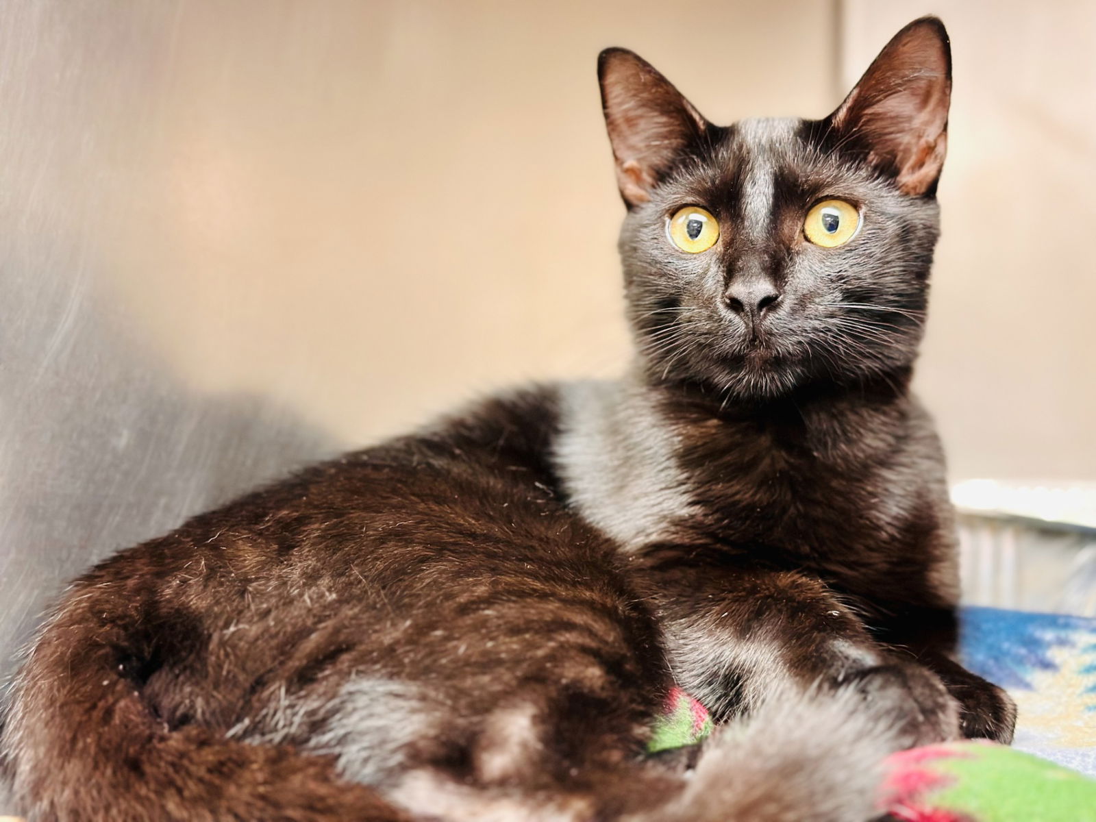 adoptable Cat in Jackson, NJ named Munchkin