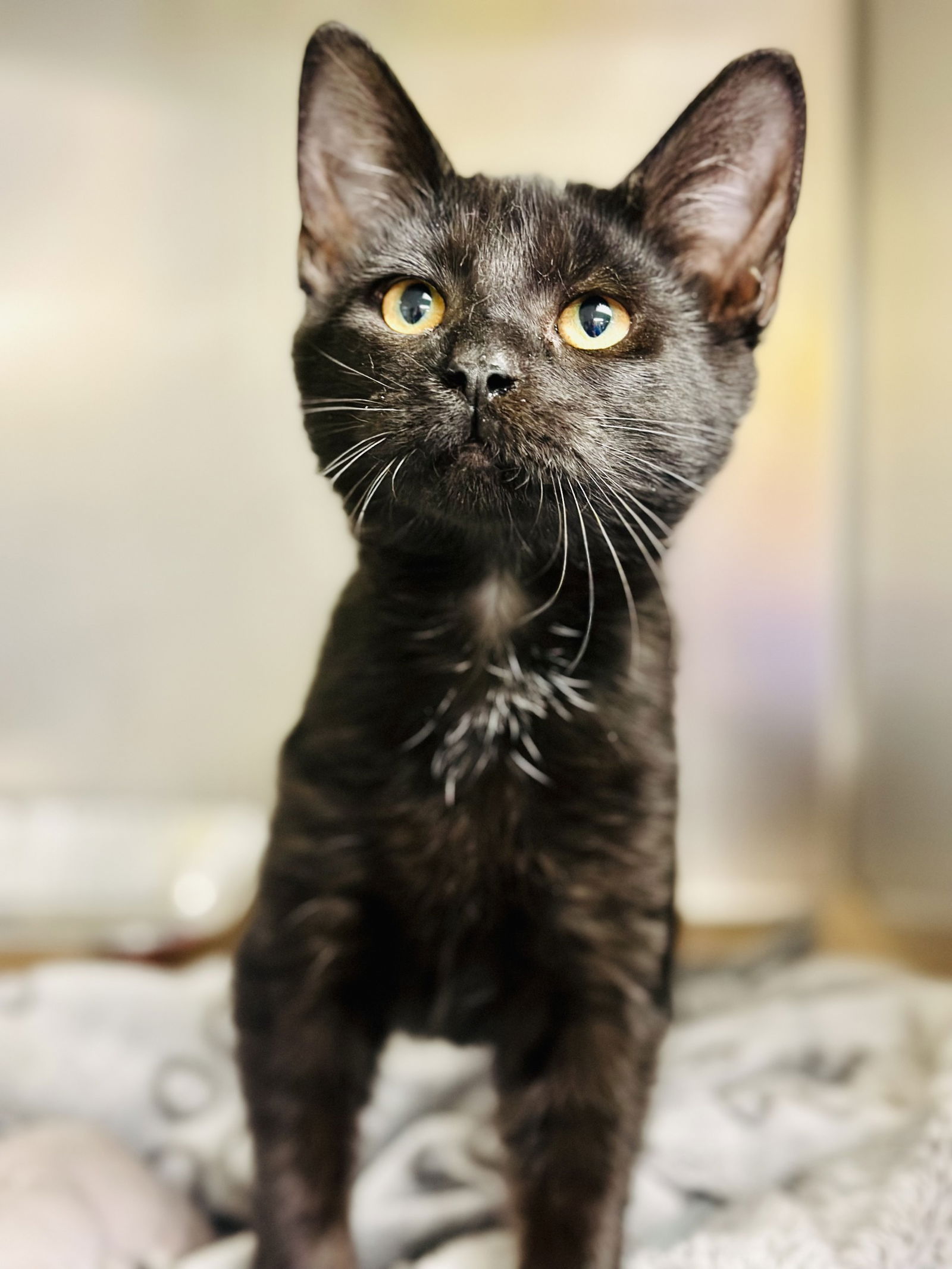 adoptable Cat in Jackson, NJ named Ursa