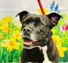adoptable Dog in  named Saphie