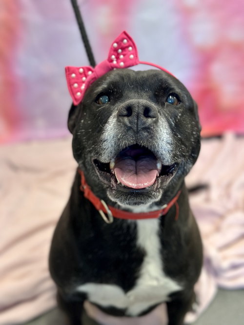 SAPHIE - Pit Bull Terrier available for adoption