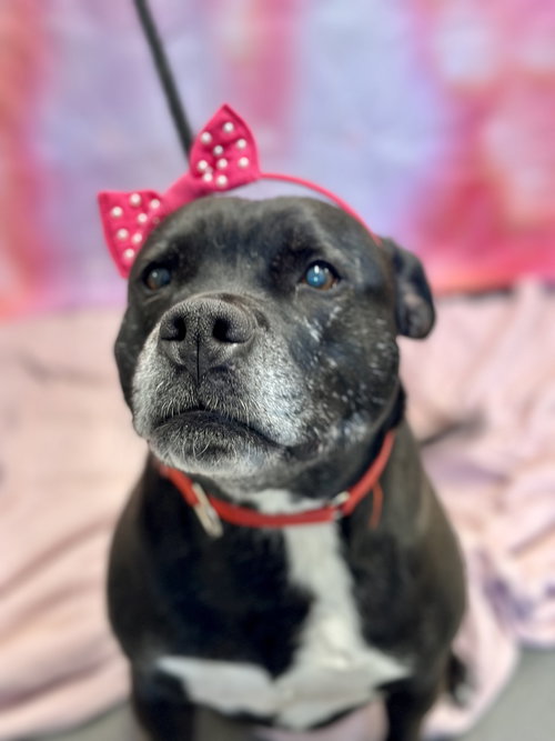 SAPHIE - Pit Bull Terrier available for adoption