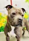 adoptable Dog in  named Rayna