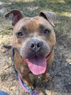 adoptable Dog in  named Charlie