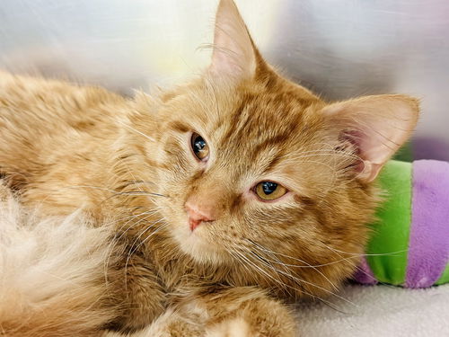 picture of the cat needing adoption