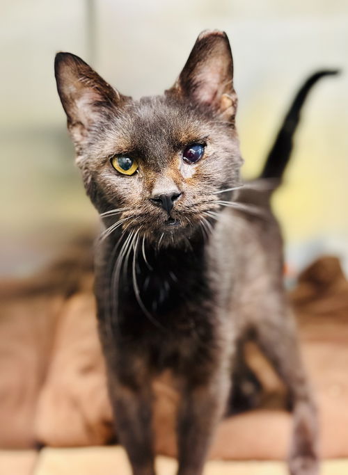 picture of the cat needing adoption