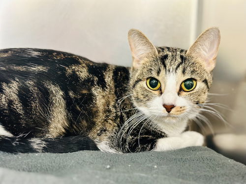 picture of the cat needing adoption