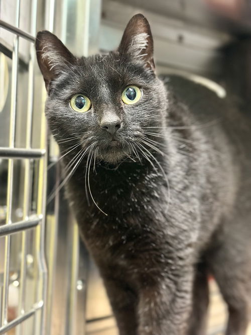 picture of the cat needing adoption