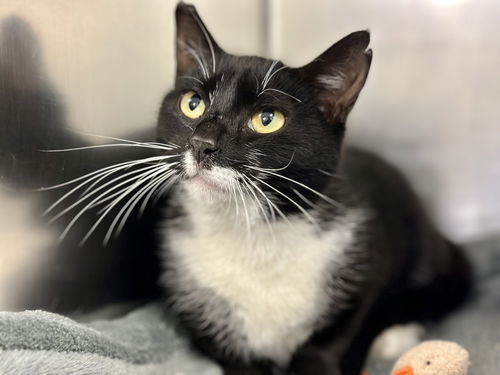 picture of the cat needing adoption