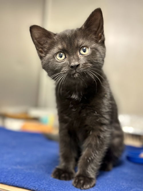 picture of the cat needing adoption