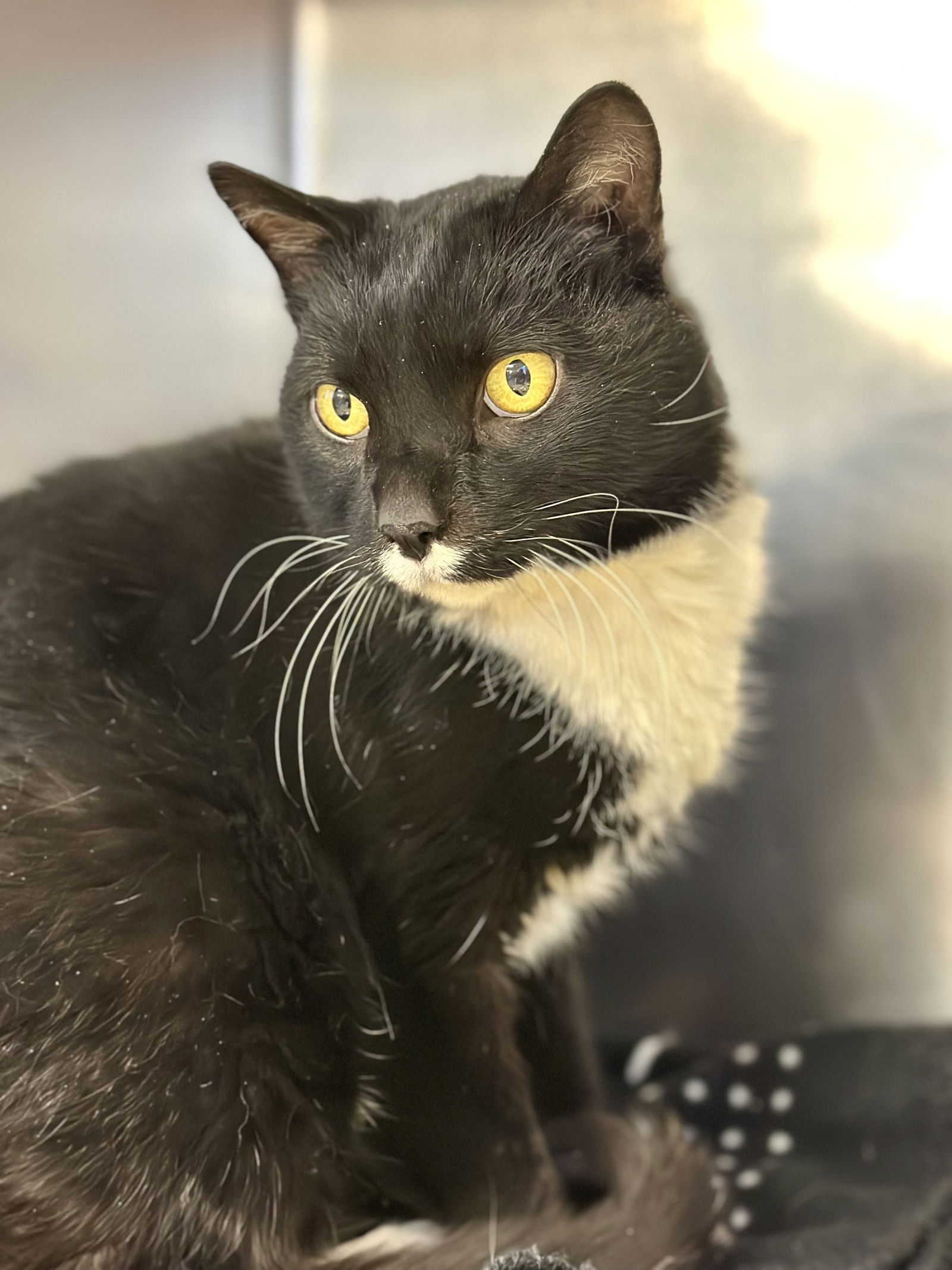 adoptable Cat in Jackson, NJ named Archie