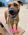adoptable Dog in  named Coco