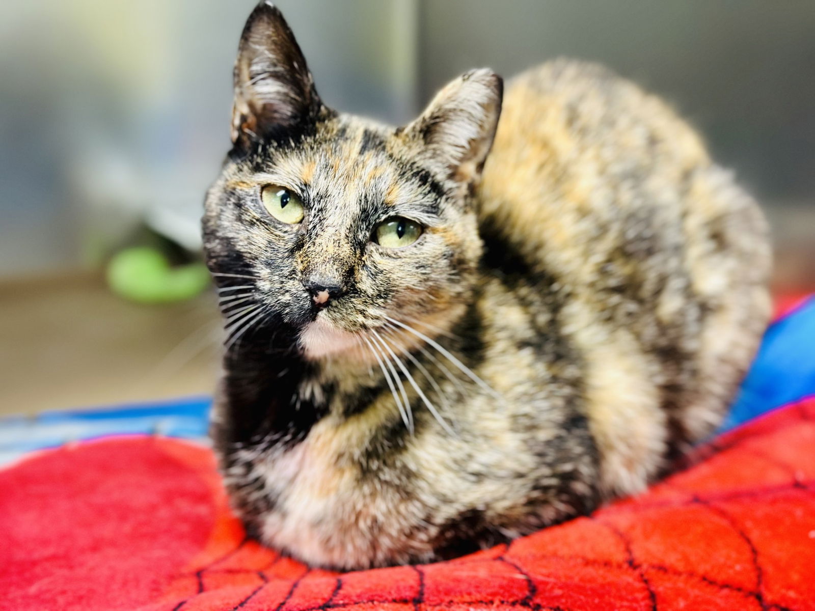 adoptable Cat in Jackson, NJ named Fluttershy