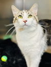 adoptable Cat in Jackson, NJ named Chip