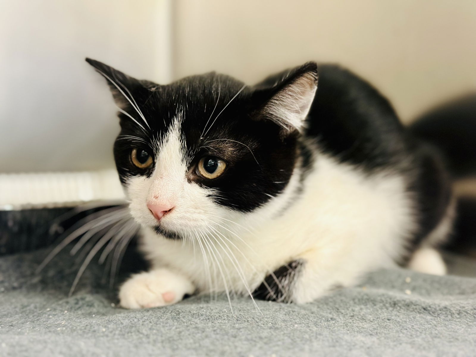 adoptable Cat in Jackson, NJ named Yogi Bear
