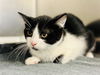 adoptable Cat in Jackson, NJ named Yogi Bear