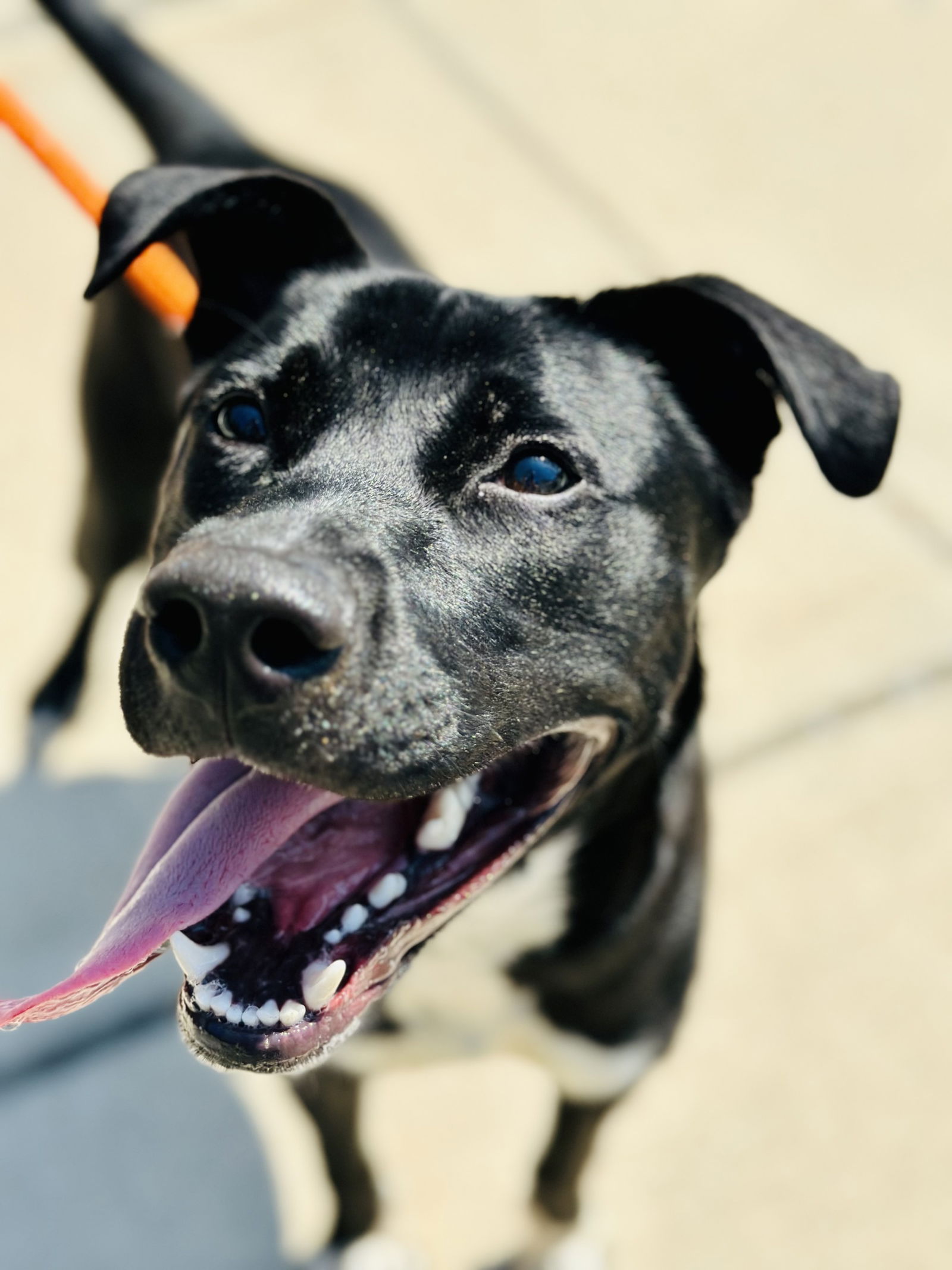 adoptable Dog in Jackson, NJ named Liam