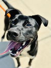 adoptable Dog in  named Liam