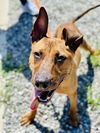 adoptable Dog in  named Ronnie