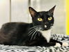 adoptable Cat in Jackson, NJ named Cherish