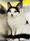 adoptable Cat in Jackson, NJ named Machas