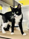 adoptable Cat in Jackson, NJ named Asabache