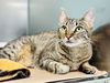 adoptable Cat in Jackson, NJ named Bloom
