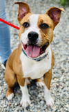 adoptable Dog in  named Sully
