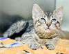 adoptable Cat in Jackson, NJ named Mew Two