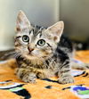 adoptable Cat in Jackson, NJ named Espurr