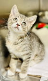 adoptable Cat in Jackson, NJ named Pompadour