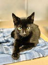 adoptable Cat in , NJ named Beckett