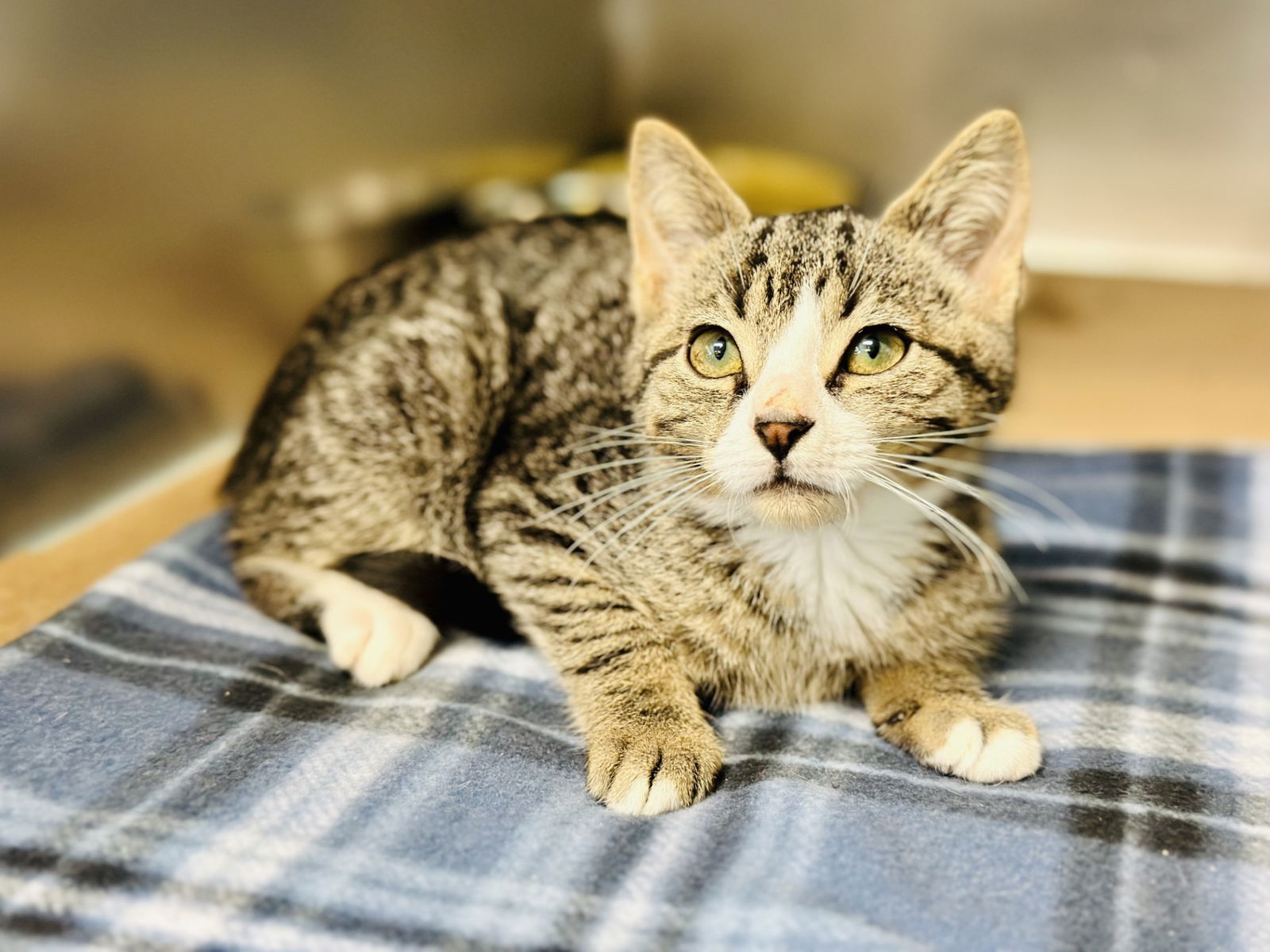 adoptable Cat in Jackson, NJ named Briar