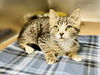 adoptable Cat in , NJ named Briar