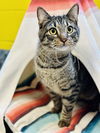 adoptable Cat in , NJ named Scruffy