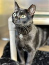 adoptable Cat in , NJ named Luna