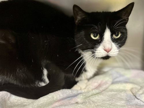 LUCKY LUCY - Domestic Short Hair available for adoption