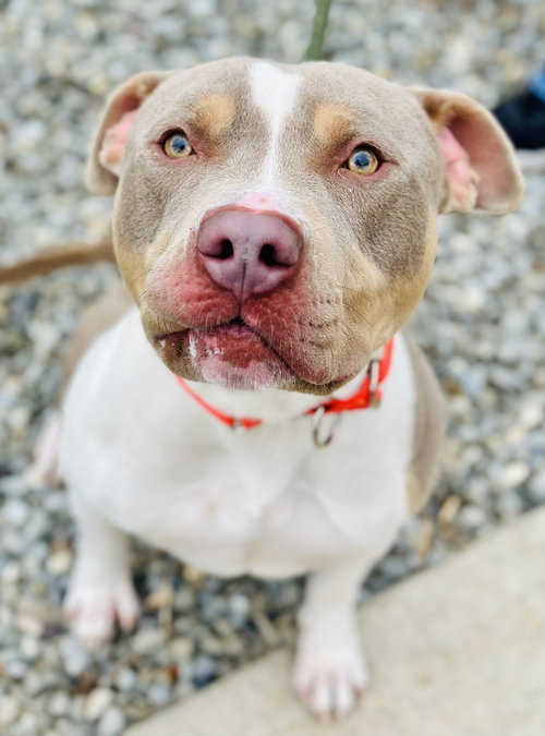 FRANKIE - Pit Bull Terrier available for adoption