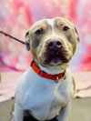 Frankie - Photo 4