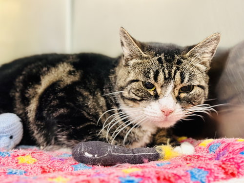MUFFIN - Domestic Short Hair available for adoption
