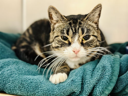 MUFFIN - Domestic Short Hair available for adoption